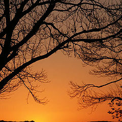 photo "golden sundown"