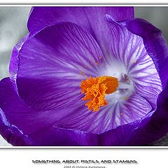 photo "Something about pistils and stamens-12"