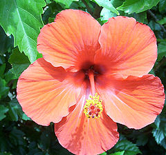photo "Hibiscus Flower (Whole)not macro"