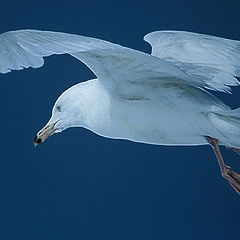 фото "Gulls Flight"