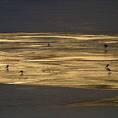 photo "Crows on Ice 1"