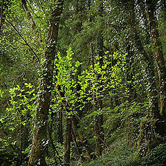 photo "Spring leaves"