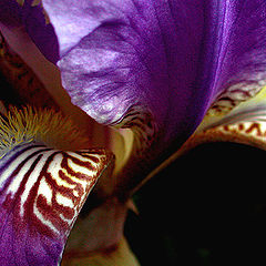 фото "bearded iris"