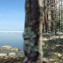 photo "Sea-Forest"