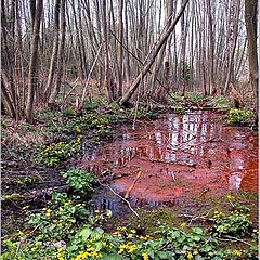 photo "Spring on a bog"