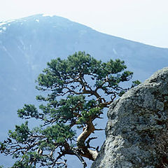 photo "Pine"