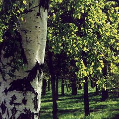 photo "Spring in Petrozavodsk"