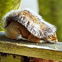 photo "My tail makes a nice blanket!"