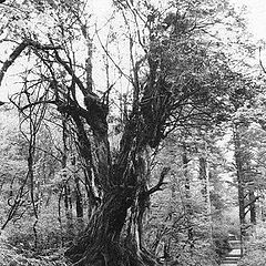 photo "Old tree in the light"