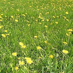 photo "Yellow field"