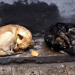 фото "Two dogs and their muffin"