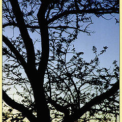 фото "Вечернее дерево"