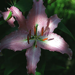 photo "lily"