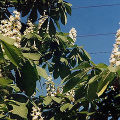 photo "Chestnut"