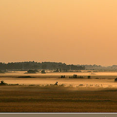 photo "yellow haze"