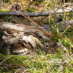 photo "European Nightjar"