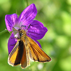 photo "Flower & The Butterfly"