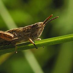 photo "Grasshopper"