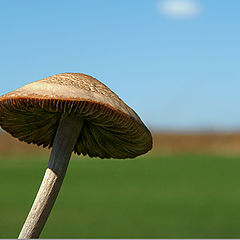 фото "The mushroom and the teeny cloud"