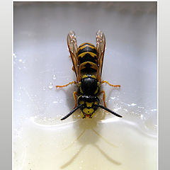 photo "bee on the saucer"