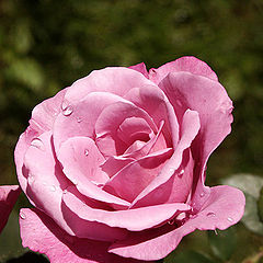 фото "a rose rose"
