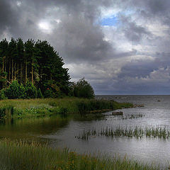 фото "Прибрежный перелесок (вариант)"