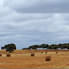 фото "The harvest"