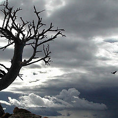 photo "Forewinter bonsai"