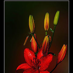 photo "Lily"