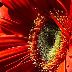 фото "Gerbera"