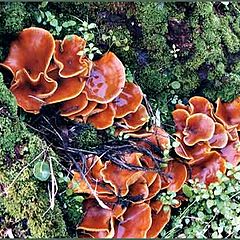 photo "Mushrooms #1"