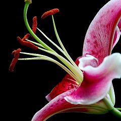 фото "lilium"