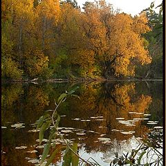 фото "Ветлинка"