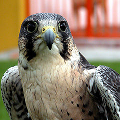 фото "hawk"