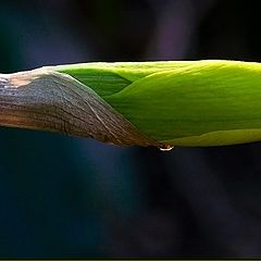 фото "Narciso"