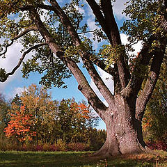 photo "The Old Oak"