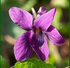 фото "viola"