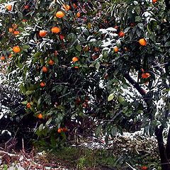 photo "Winter Oranges"