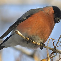 photo "Bullfinch"