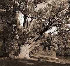 photo "The Old Oak (#2)"