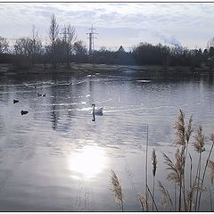 фото "Swan Lake In Winter"