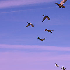 photo "the bravery of crossing open spaces"