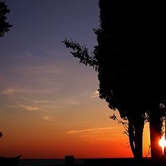 photo "Cypresses"