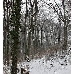 фото "Winter Forest"