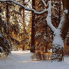 photo "The winter forest"