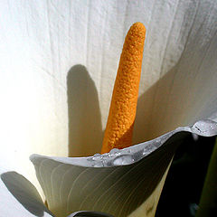 фото "arum lily"