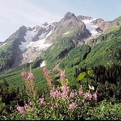 photo "Fireweed"