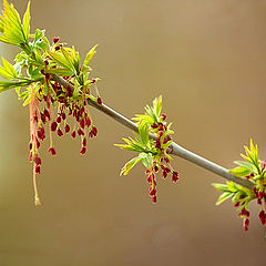 photo "Spring rings"