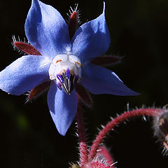 фото "blue star"