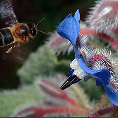 photo "Going for the lunch"